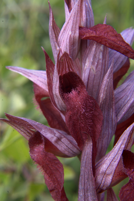 Serapias vomeracea e cordigera con ibridi dalla Lucania